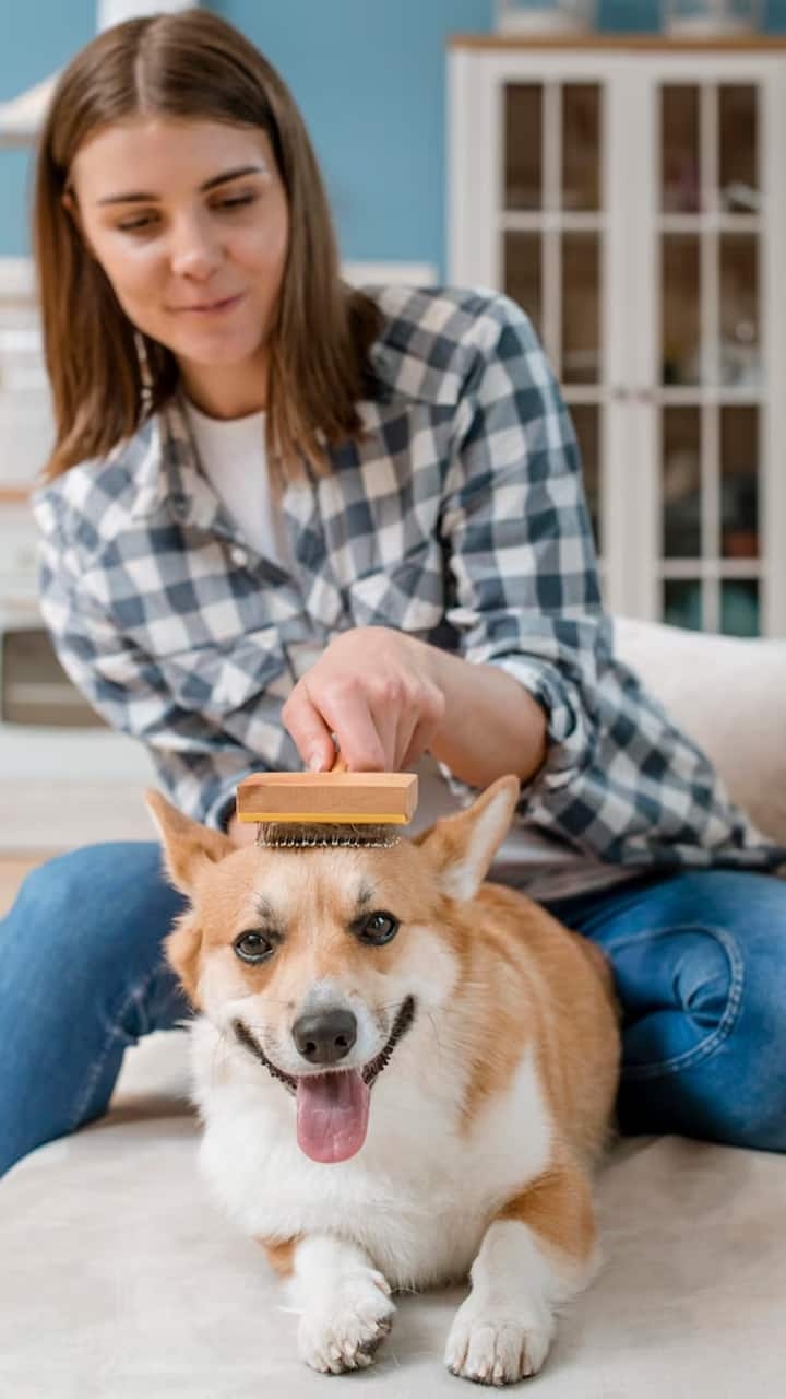 10 Best Dog Breeds With Less Hair Fall