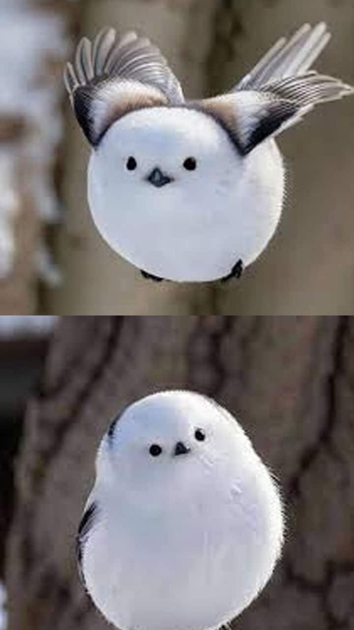 Meet Tiny, Fluffy And Cutest Japanese Snow Fairy Bird