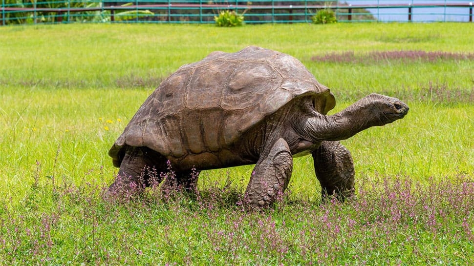 Meet Jonathan, 192-Year-Old Worlds Oldest Living Tortoise Who Weighs 182 Kgs Heavy, Is Blind But...