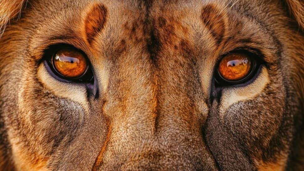 Meet World's Most Dangerous Animal, It's NOT A Tiger Or A Lion; Kills 725,000 Annually; One Bite Can Be Fatal... Check Top 10 List Of Animals Deadliest To Humans