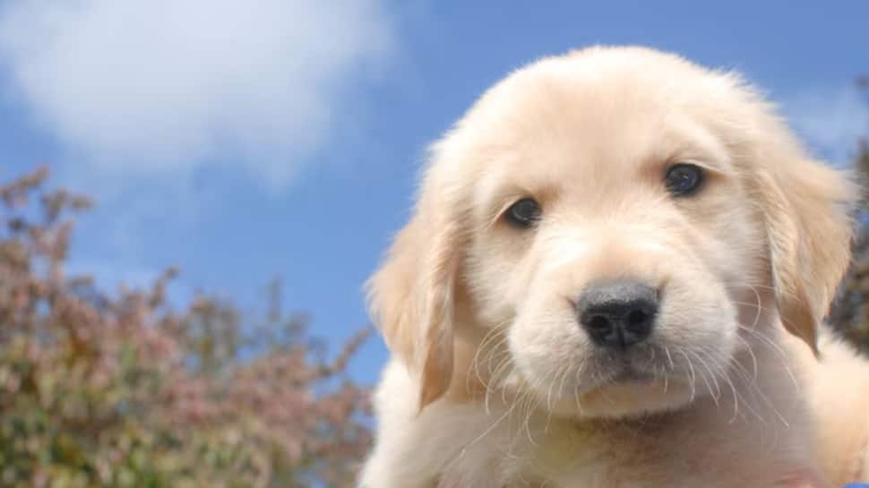 7 Things To Know Before Getting A Labrador Puppy, And Important Tips To Care For Them