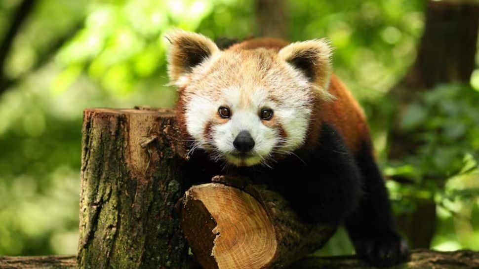 7 Animal Species In India That Are Extinct Now