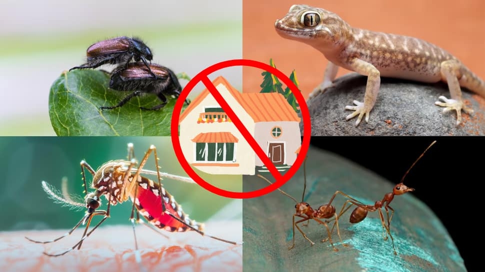 How To Keep Insects Away From Your Home This Monsoon? Check Genius Hacks