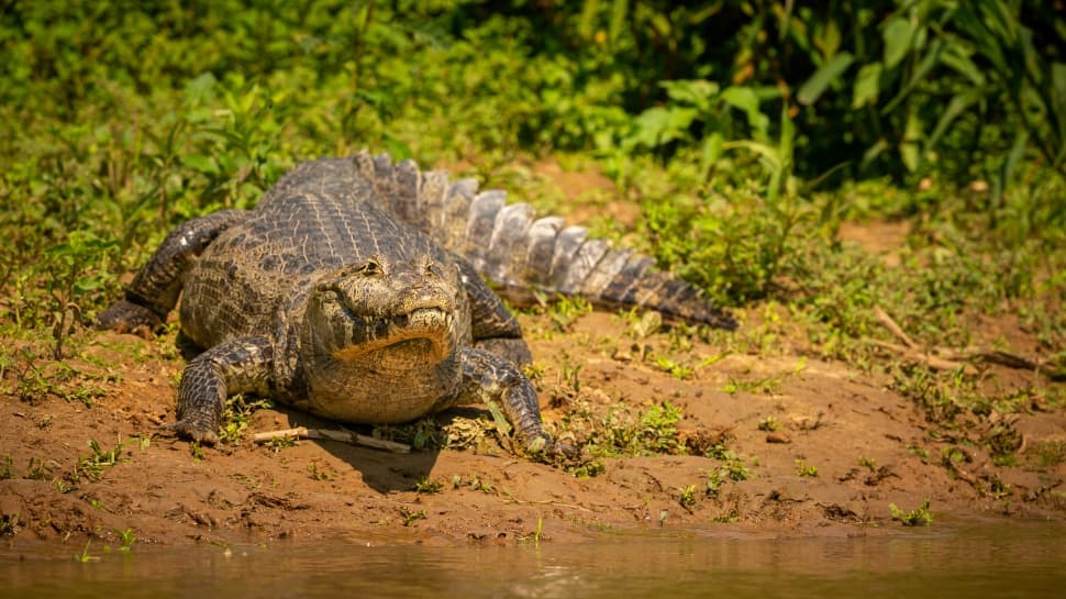 Meet Muja: Oldest Living Alligator In Captivity Aged...; Holds Guinness World Record, Not From India Or Africa, Belongs To...