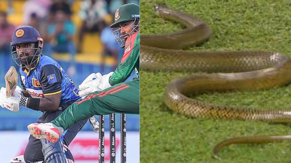 7-Foot Snake Halts Play During Sri Lanka Vs Bangladesh ODI In Colombo: WATCH