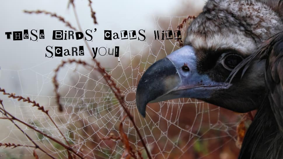 Straight Out Of A Horror Movie: THESE Birds Can Make You Shiver With Their Voice – Check Bird That Sounds Like AK-47