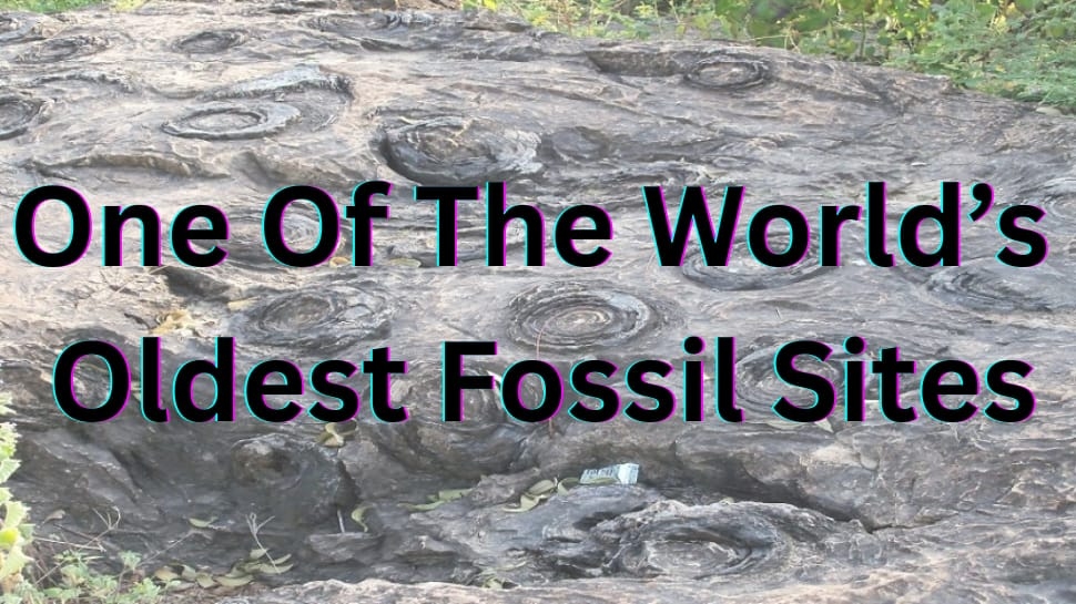One Of World's Oldest Fossil Sites Is In India, Not In Northeast Or Rajasthan, It Is In...