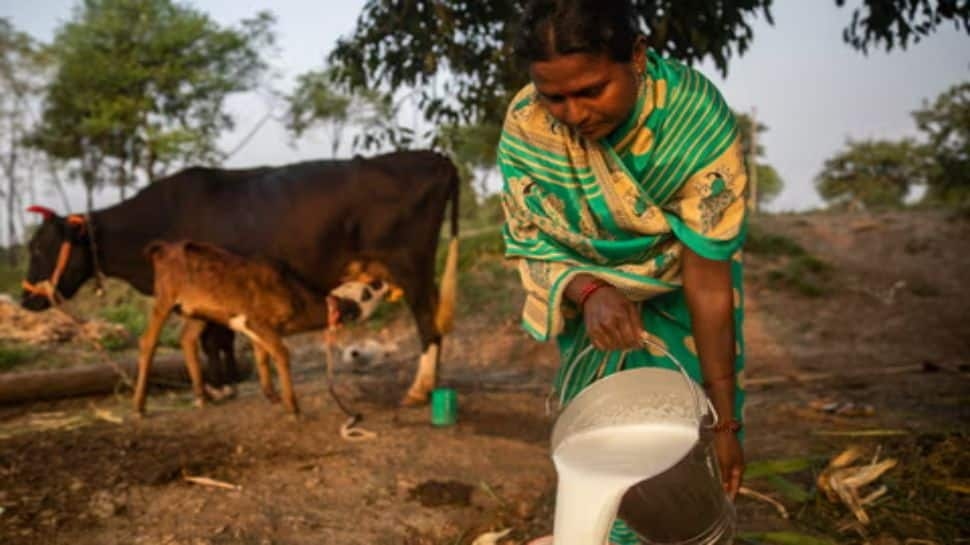 The Milk India Refuses To Drink: Why ‘Non-Veg Dairy' Is A Red Line In Trade Deal With US