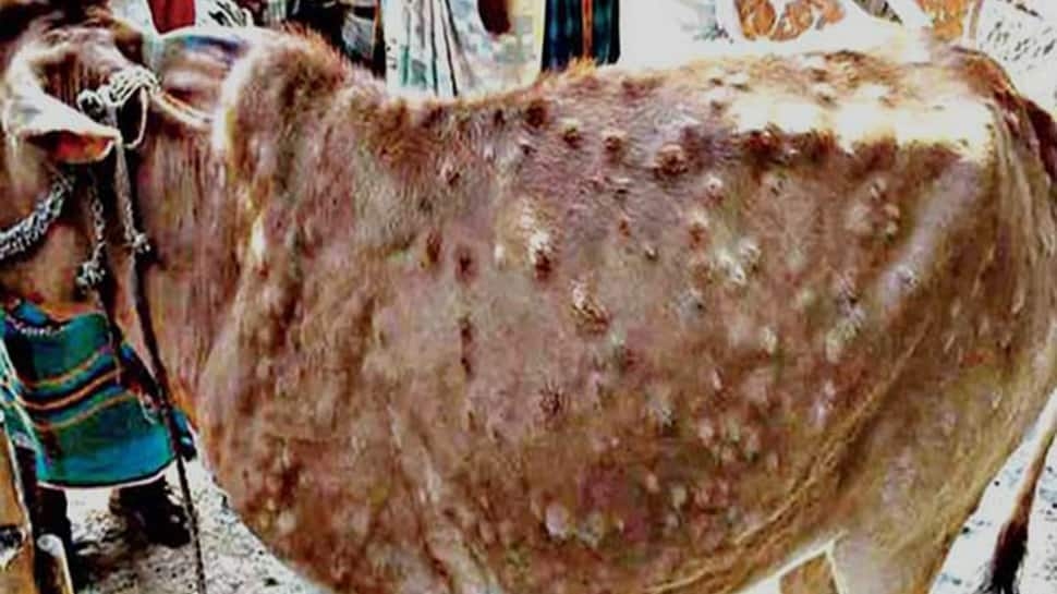 What Is Lumpy Skin Disease? Check Symptoms And Precautions Amid Outbreak Alert In Maharashtra