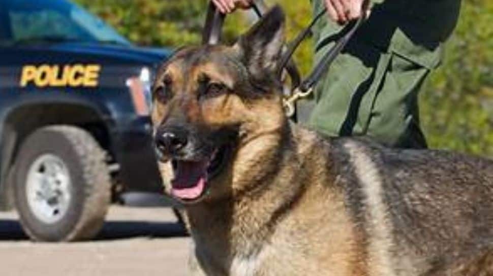 Silent Bomb Detectors: Delhi Police Dogs Trained Not To Bark When They Find Explosives, Ahead Of Independence Day