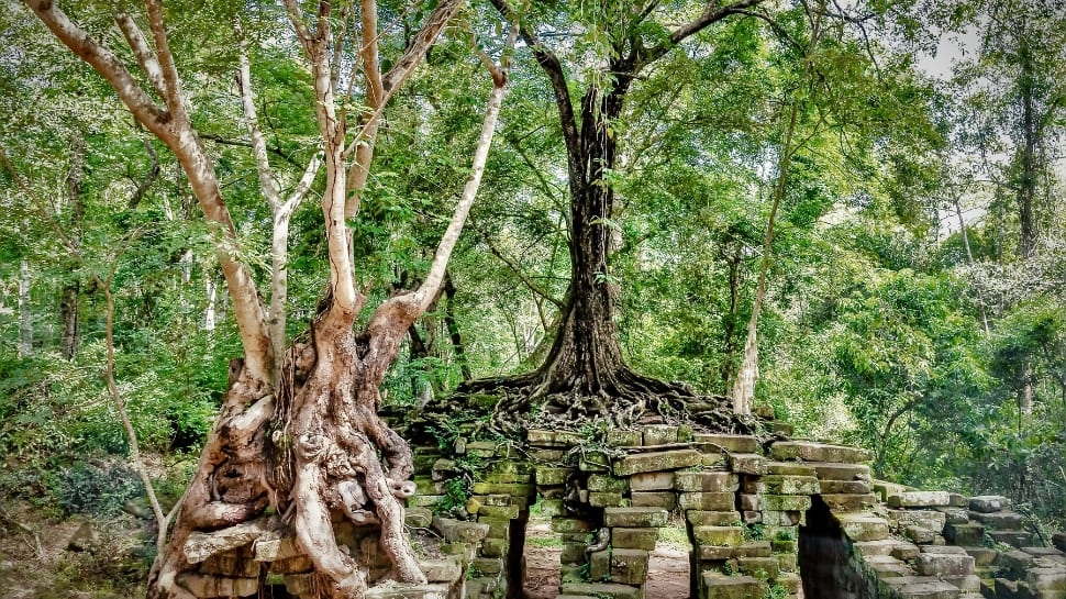 Meet Worlds Largest Banyan Tree: 500+ Years Old, Canopy Size Of 3 Soccer Fields? It Is In Indias...