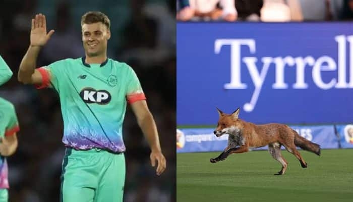 Fox Stops Play at Lord's! Oval Invincibles Beat London Spirit in The Hundred 2025 Opener