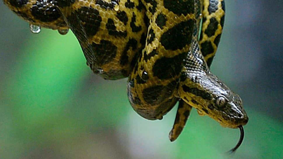 Rare Narrow-Banded Rain Snake Found In Mizoram Highlights India's Hidden Biodiversity