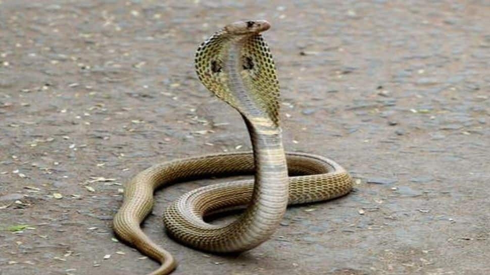 Why Are So Many Snakes Slithering Into Delhi This Monsoon?