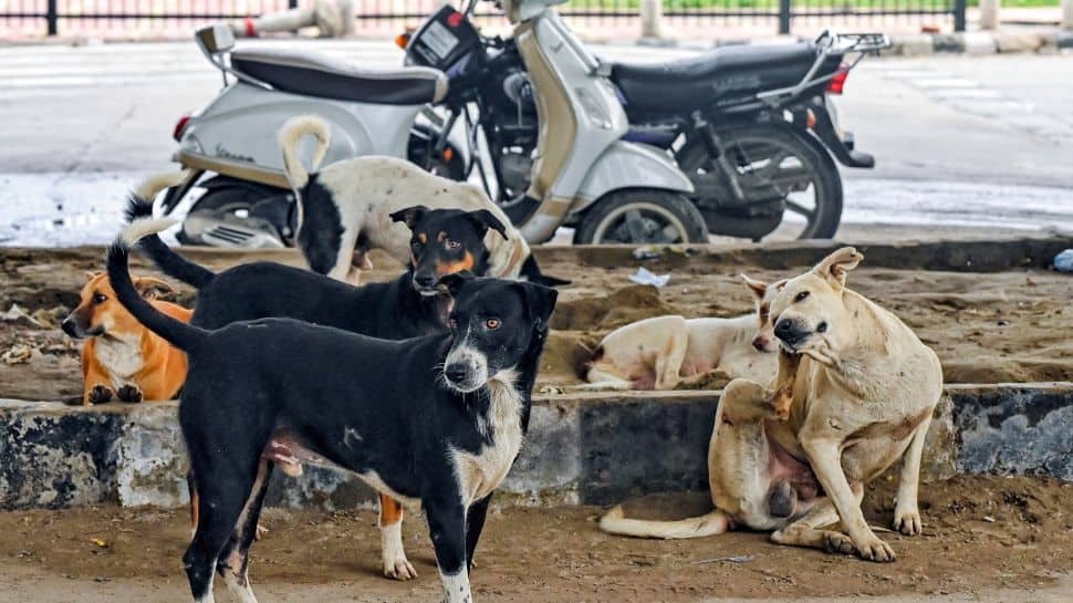Delhi Stray Dog Case Moved to Three-Judge Bench, Hearing Tomorrow