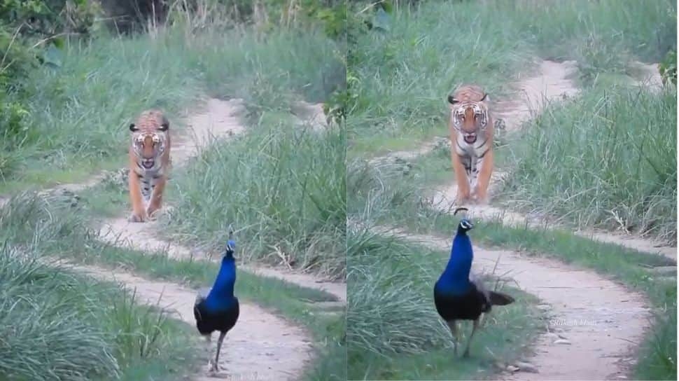 Rare Treat On Independence Day: Tiger And Peacock Caught On Camera Together In The Wild