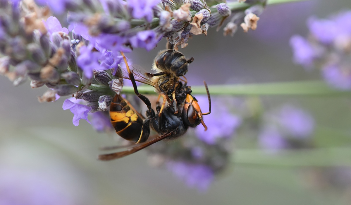 Major 'biosecurity alert' issued for Ireland after Asian hornet found in Cork