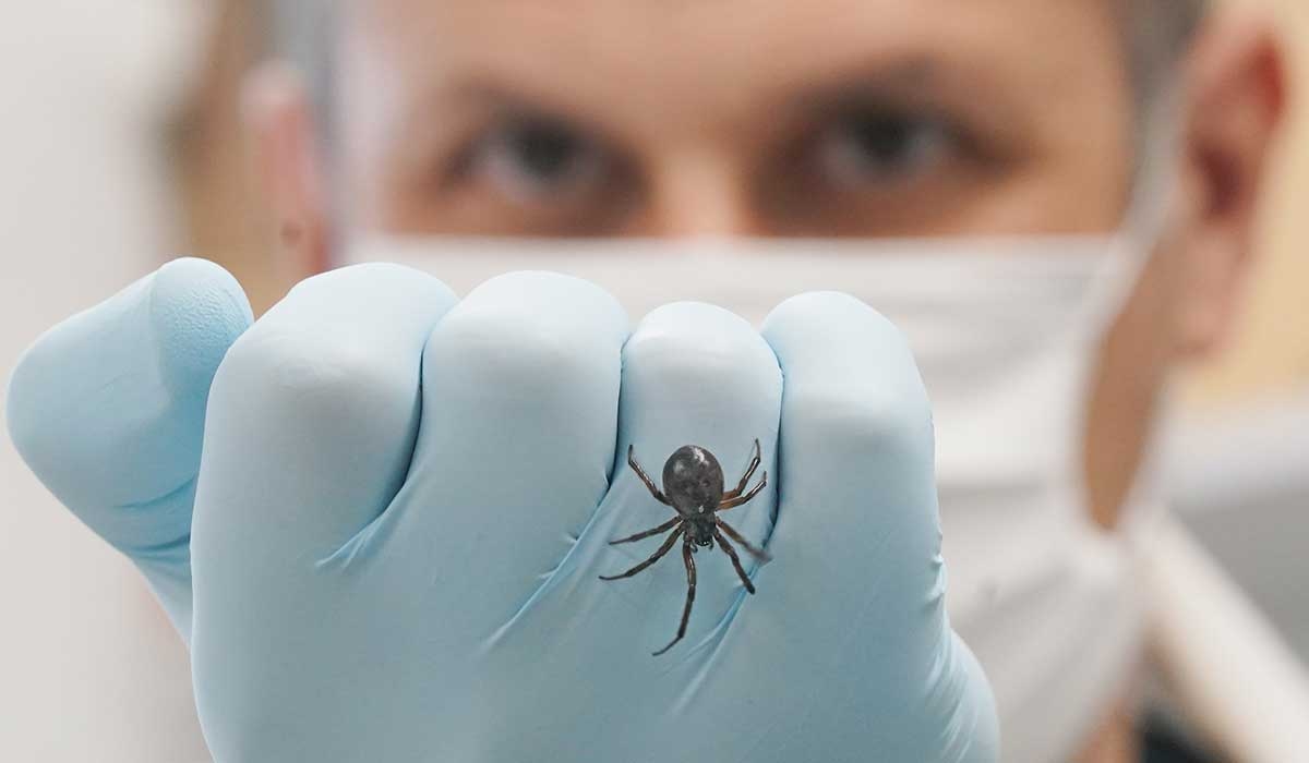 False widow season is here