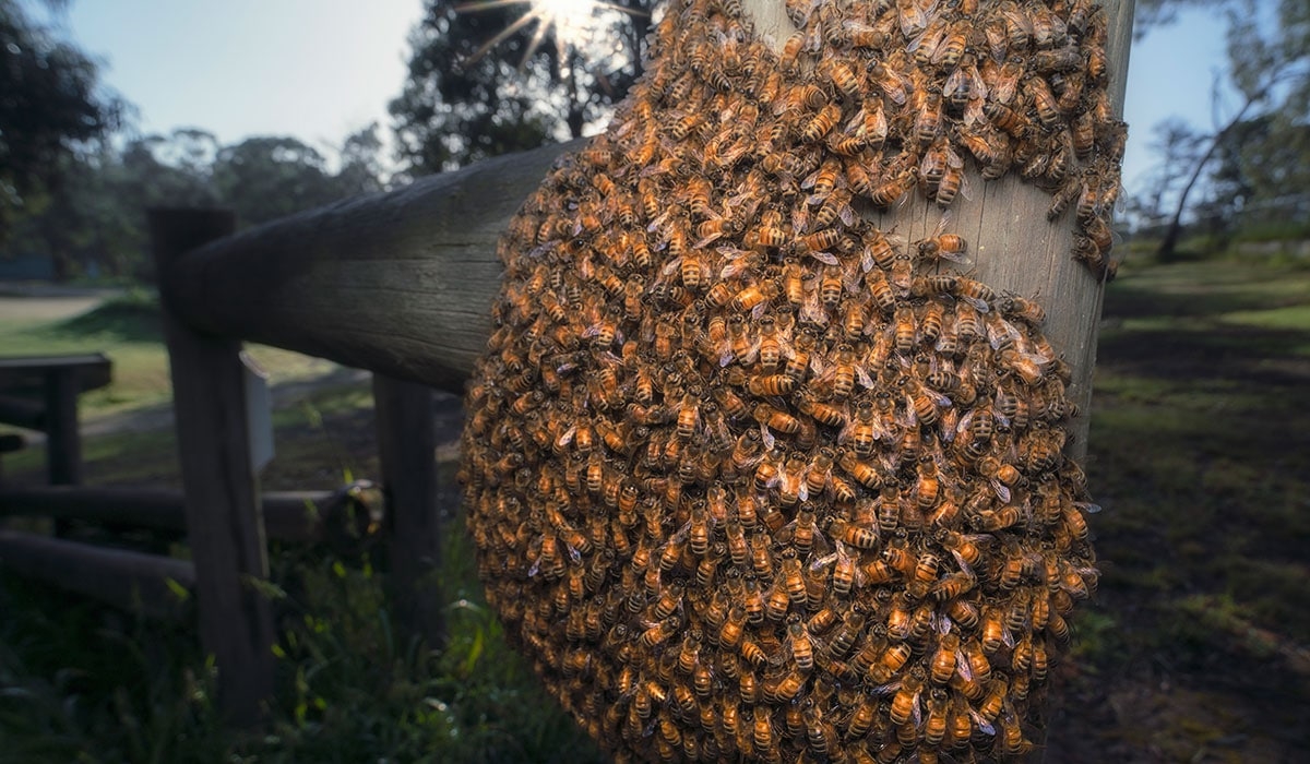 Escaped bees cause havoc in Washington State