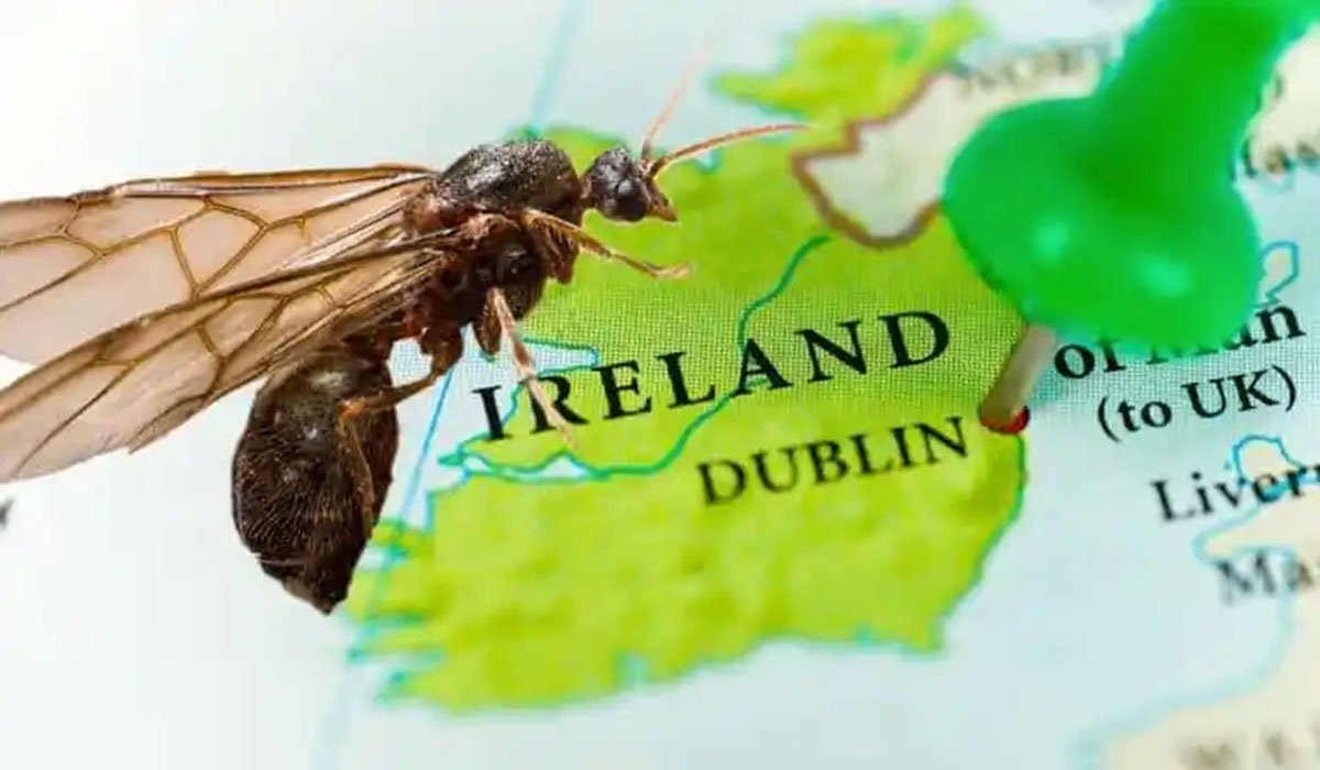 Flying ants invade Ireland as heatwave brings the chaos