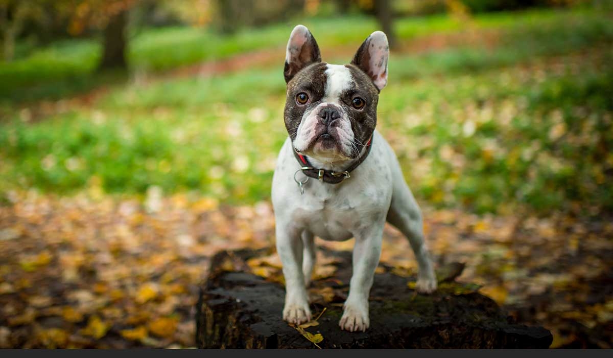 Linda Martins dog shelter sees huge spike in French Bulldog surrenders