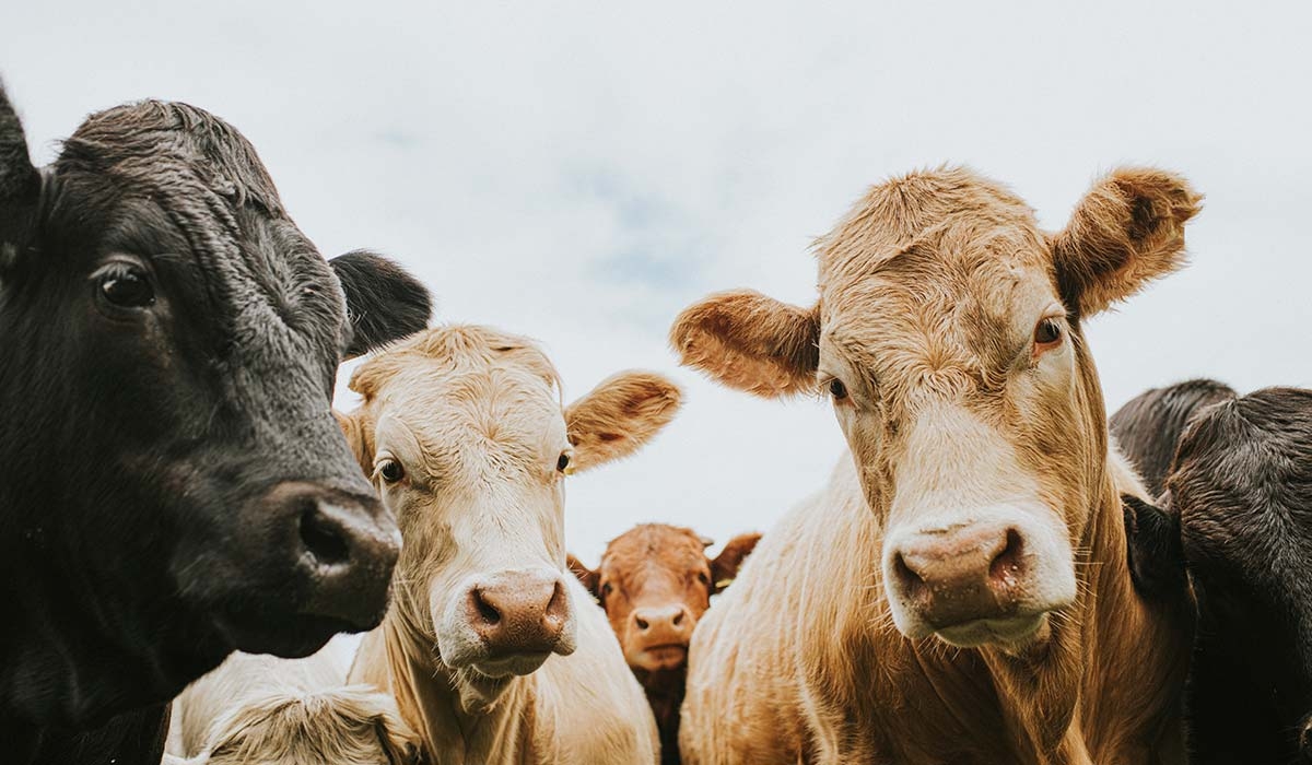 Warning as thousands of Irish cattle could get TB this year