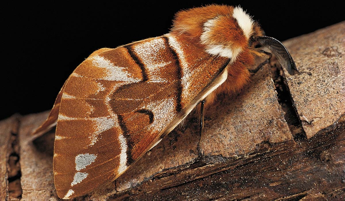 Bill of thousands to save the fabric of the Oireachtas...from moths