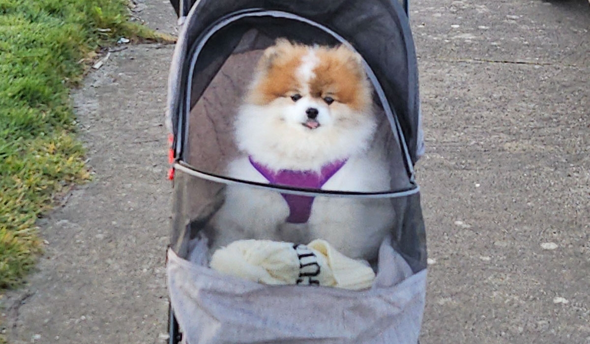 Kayakers who saved dog following fall from Dublin cliff 'delighted' after Liveline appeal