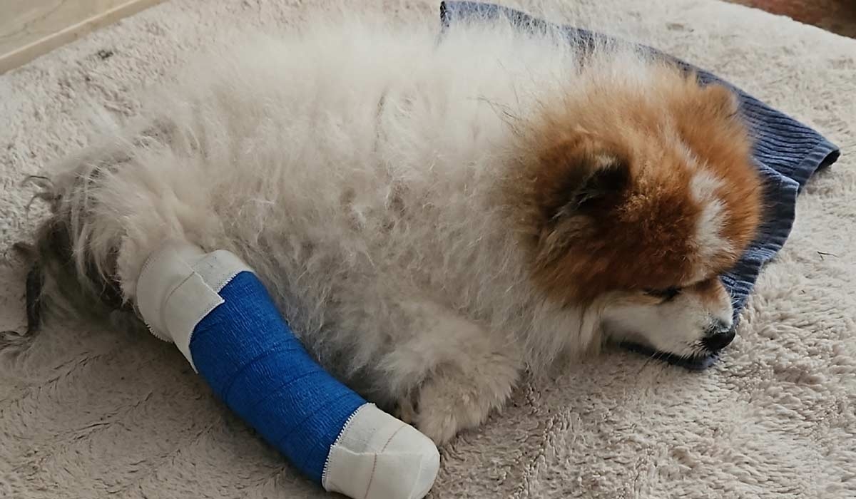 Appeal for brave kayakers who saved dog after fall from Dublin cliff