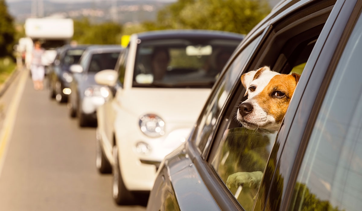 As temperatures soar - think of your furry friends and how best to keep them safe in the sun