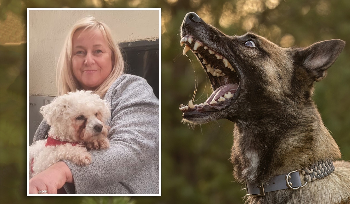 A cautionary 'tail' - How I survived a vicious dog attack