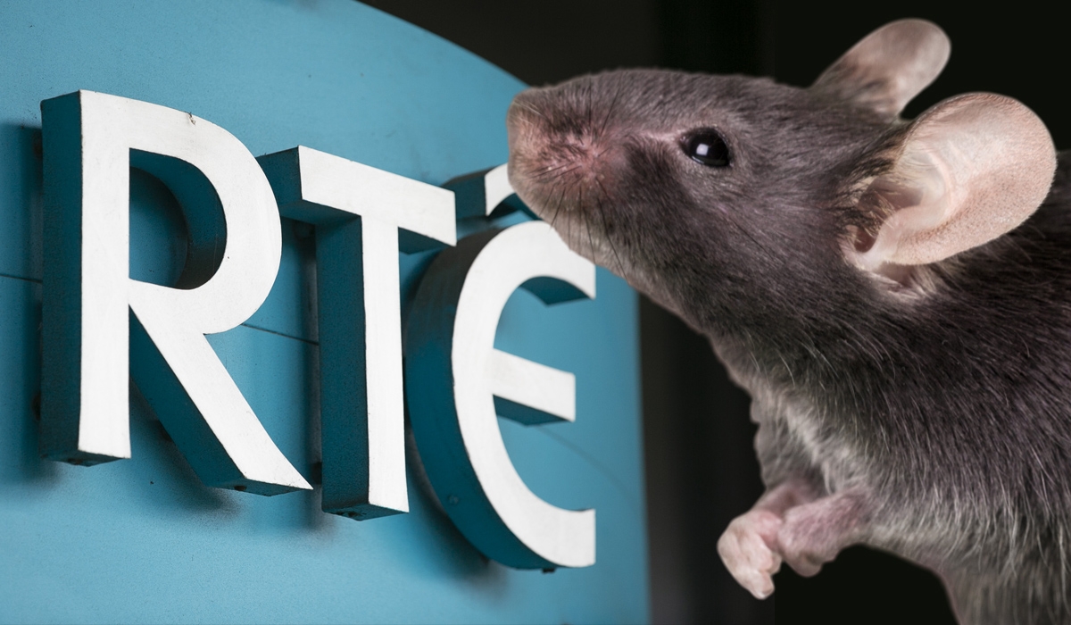 RTÉ's unwelcome guests: Rats run riot in Montrose