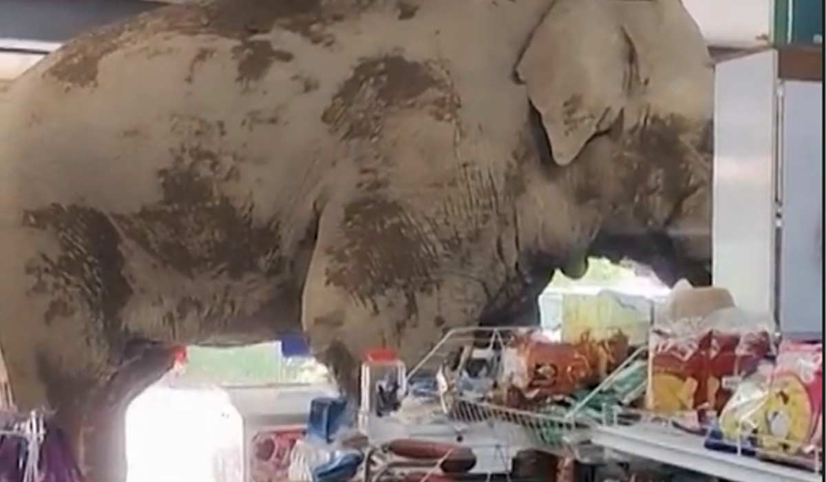 Watch: Hungry elephant causes chaos in shop snack raid