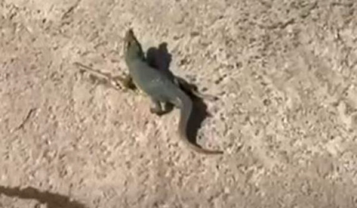Three-day reptile terror for town turns out to be child's toy