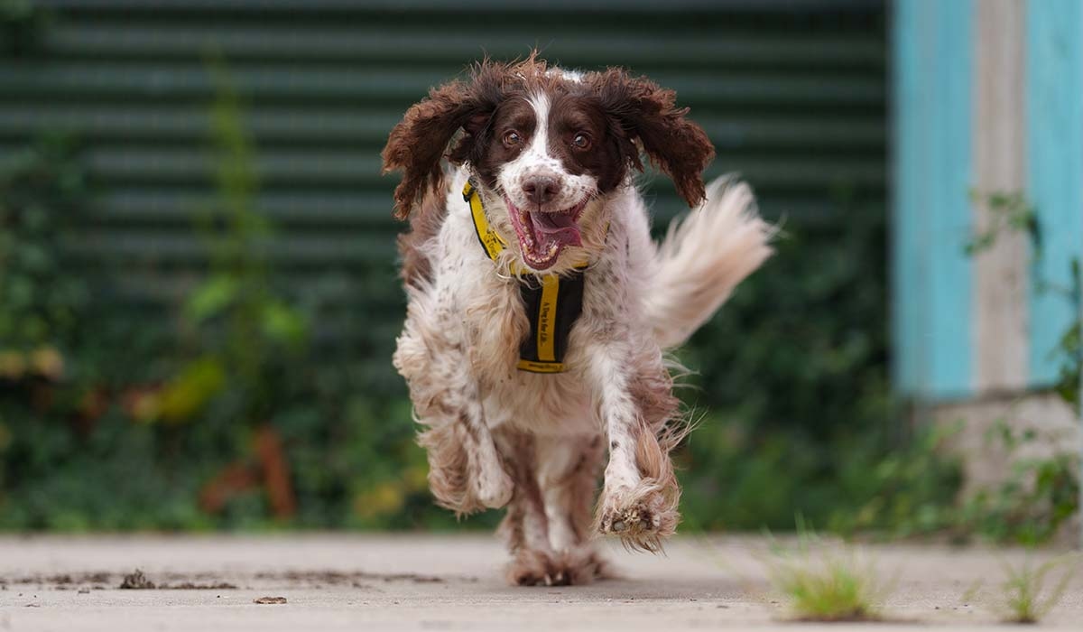 Heartache as family forced to give up beloved dog to get a home