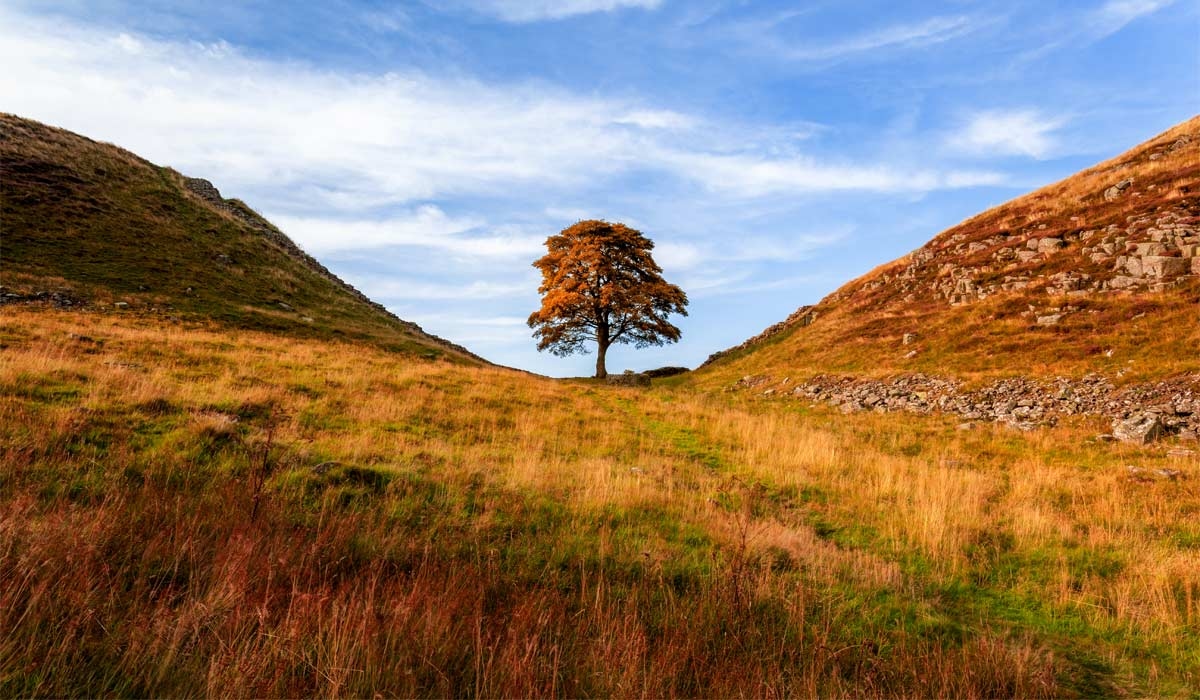 Two men who cut down Sycamore Gap tree jailed for 'moronic mission'