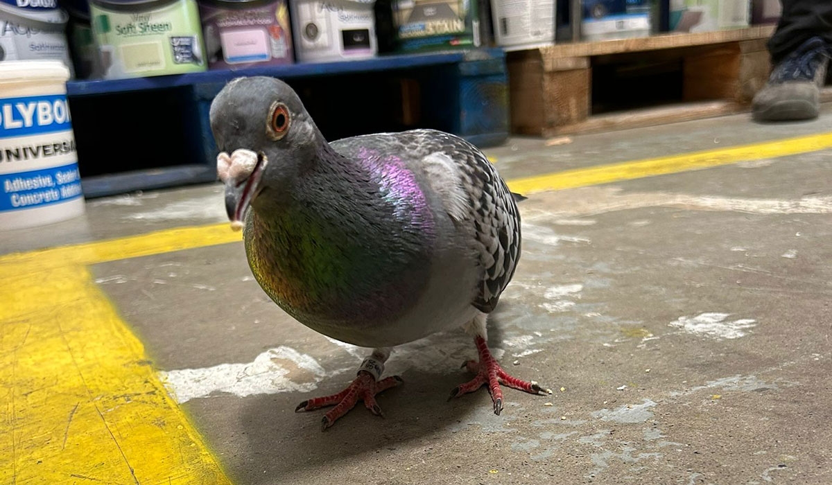 Pigeon named Woody sets up shop in Dublin store
