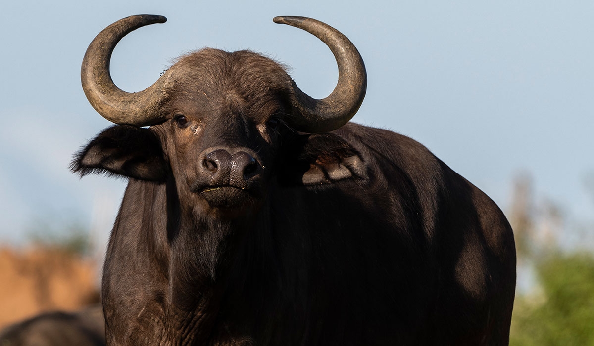 Hunter gored to death by buffalo he was stalking in South Africa