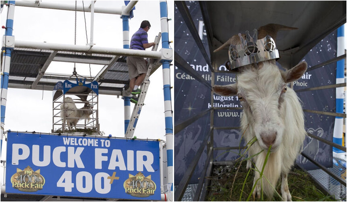 Puck Fair chairman details the importance of goat tradition