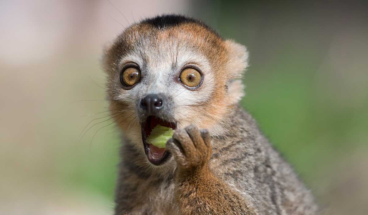 Popular zoo's wild request has the internet divided