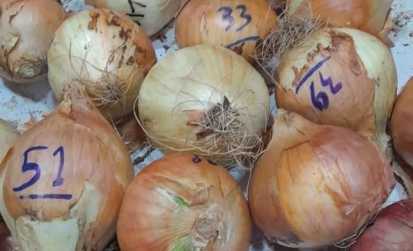 في غزة.. بصلة بـ51 شيكل تعكس عمق الأزمة الإنسانية تحت الحصار