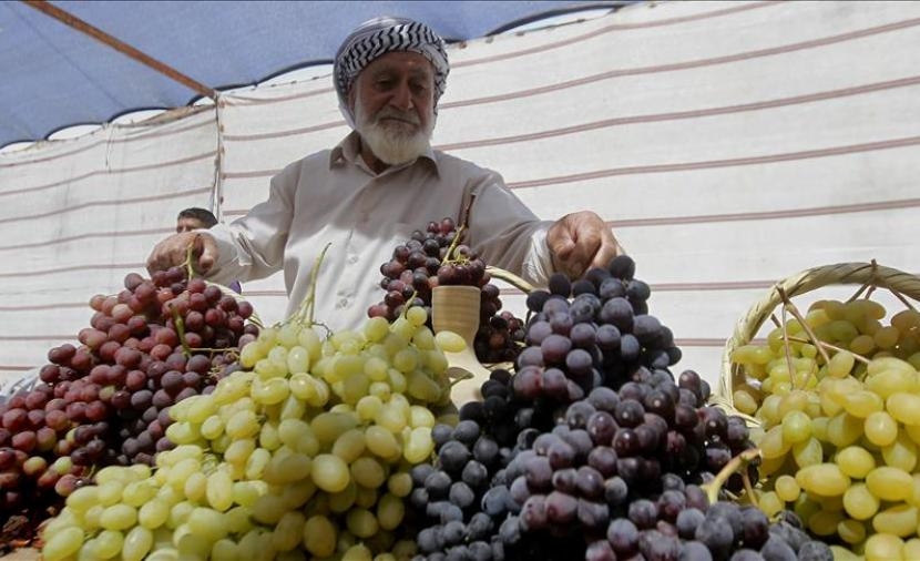 تقرير العنب خارج متناول الغزيين.. من وفرة الأسواق إلى الندرة