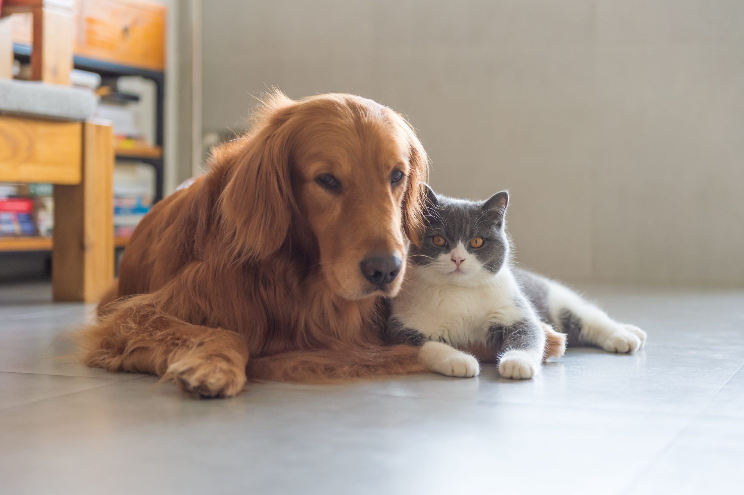 Abu Dhabi Municipality visits pet shops; ensures animals are in safe environment