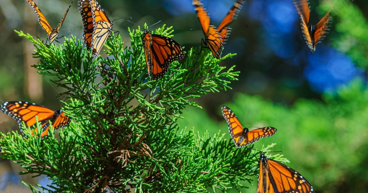 New butterfly garden opening soon in Abu Dhabi