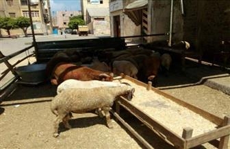 بسبب إقامة شوادر بالشارع.. تحصيل 364 ألف جنيه غرامات بالإسكندرية