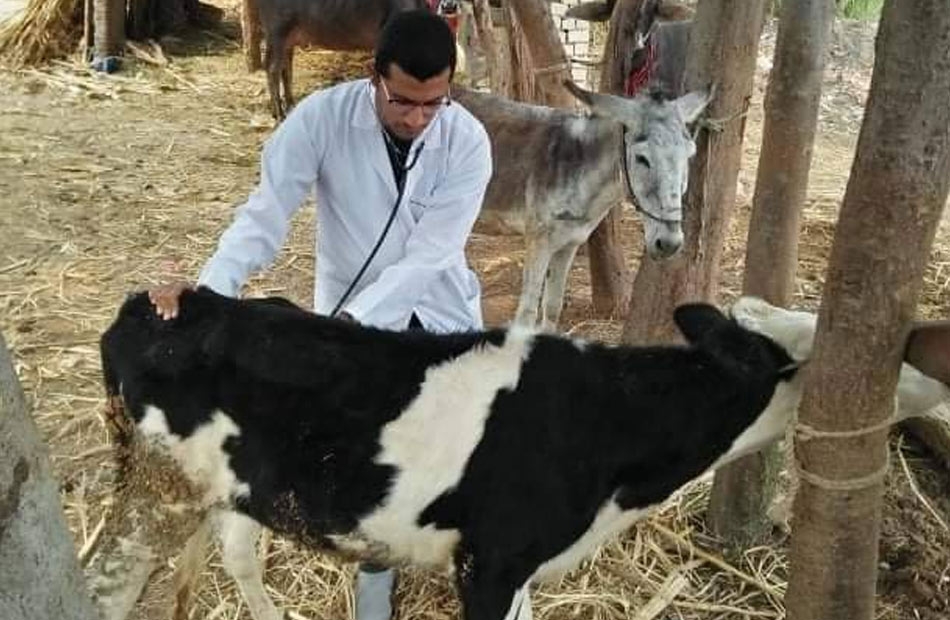 بيطري البحيرة: علاج 500 رأس ماشية في مركز الدلنجات