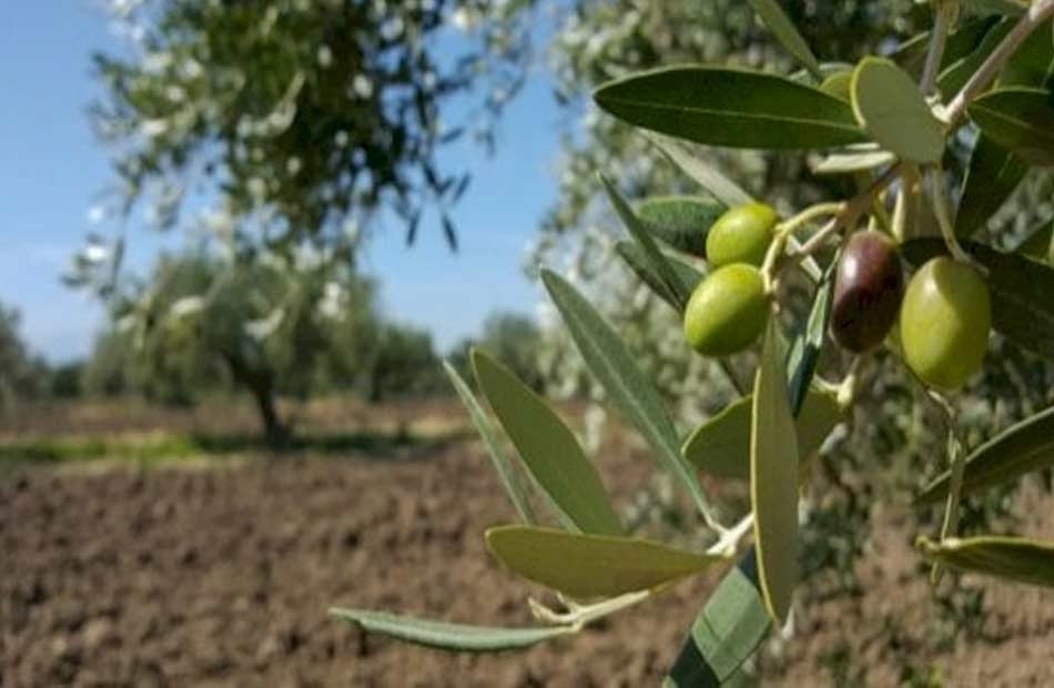 5 شركات تستحوذ علي غالبية صادرات مصر من الزيتون