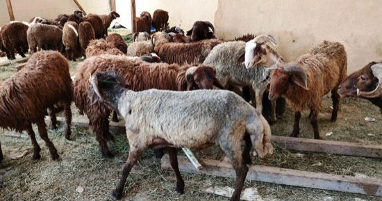 559 ألف جنيه غرامات لإقامة "شوادر أضاحي" على الطرق العامة بالإسكندرية