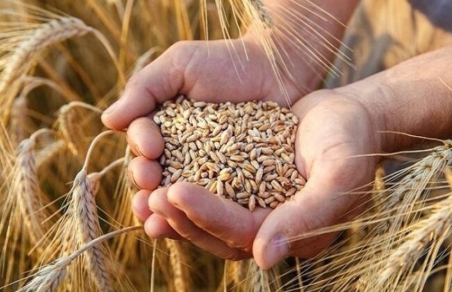 وزير الزراعة: هدفنا الاكتفاء الذاتي من العيش وزرعنا 3.1 مليون فدان قمح هذا العام