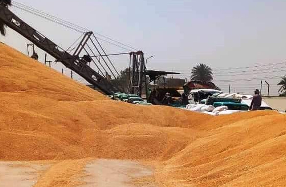 توريد 2000 طن من القمح في الأسبوع الأول من موسم التوريد بالجيزة